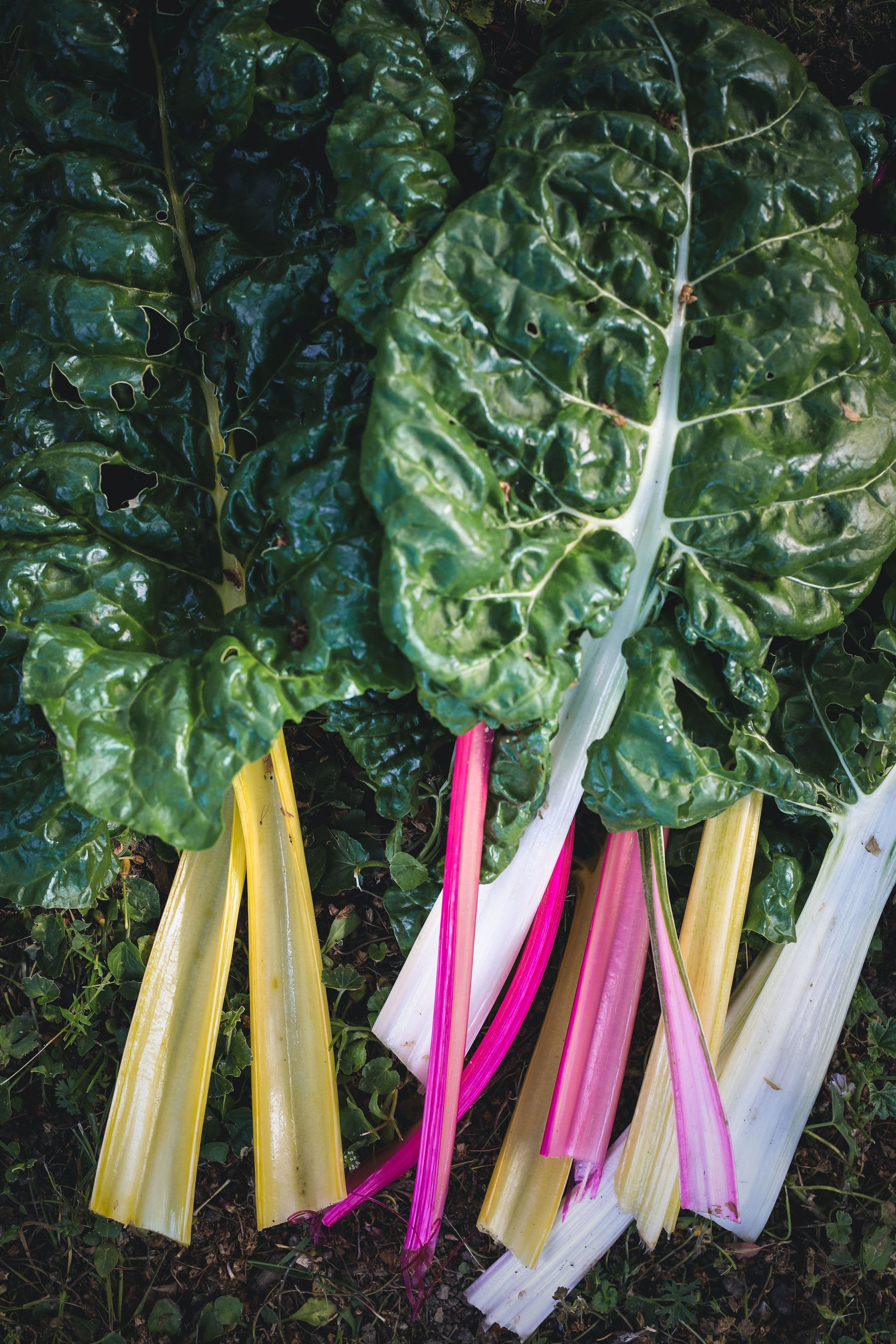 Cardes aux couleurs variées