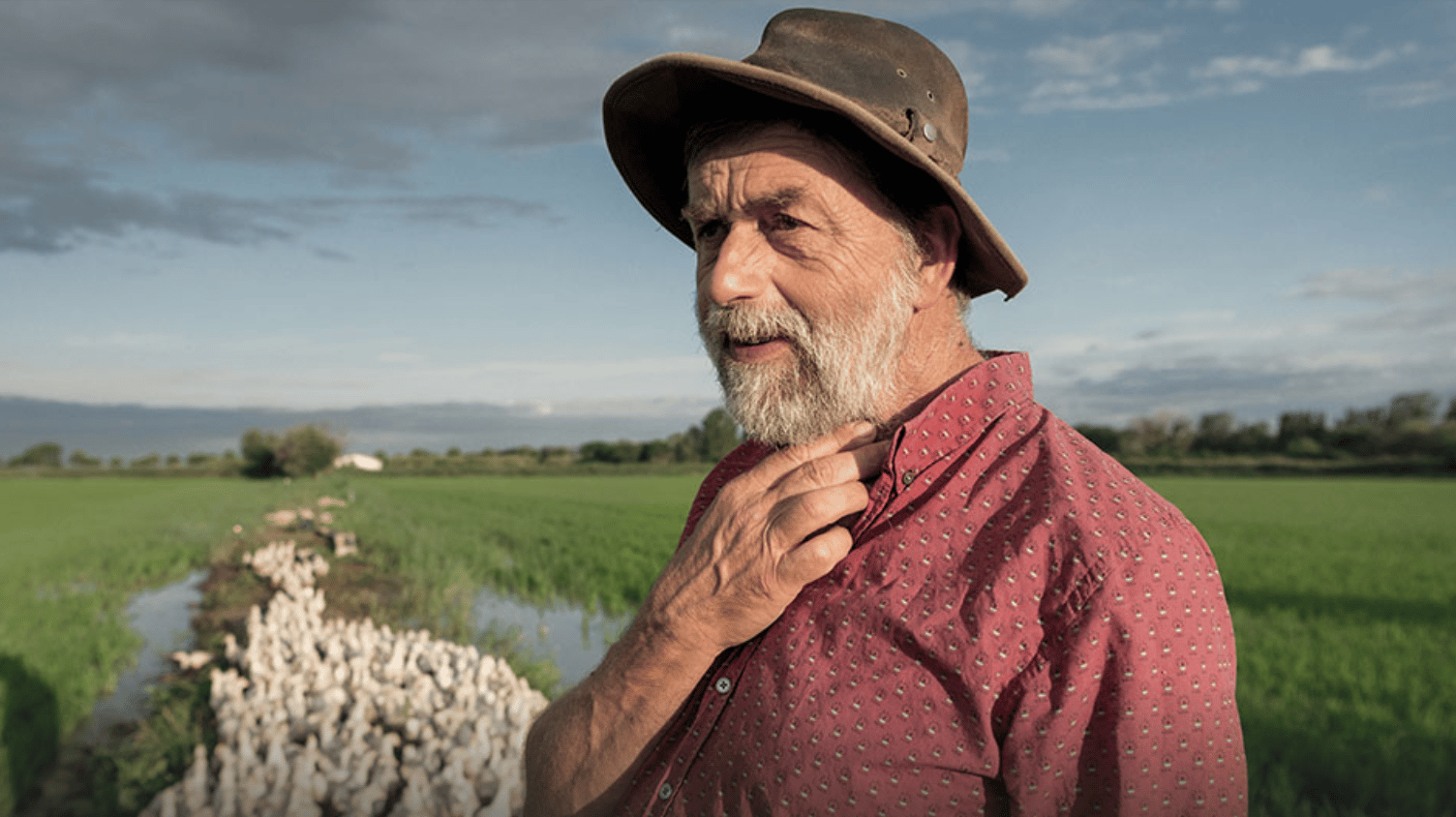 Bernard Poujol avec ses canards dans ses rizières en Camargue, avant sa retraite. (photo DR)