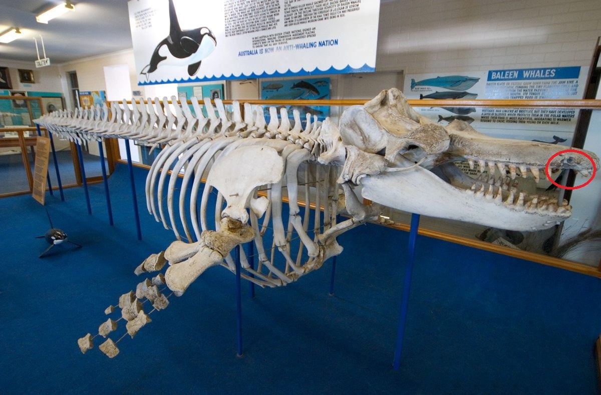 Le corps de ce brave Tom a été récupéré et se trouve maintenant au cœur d’un musée qui raconte l’histoire des orques d’Eden.