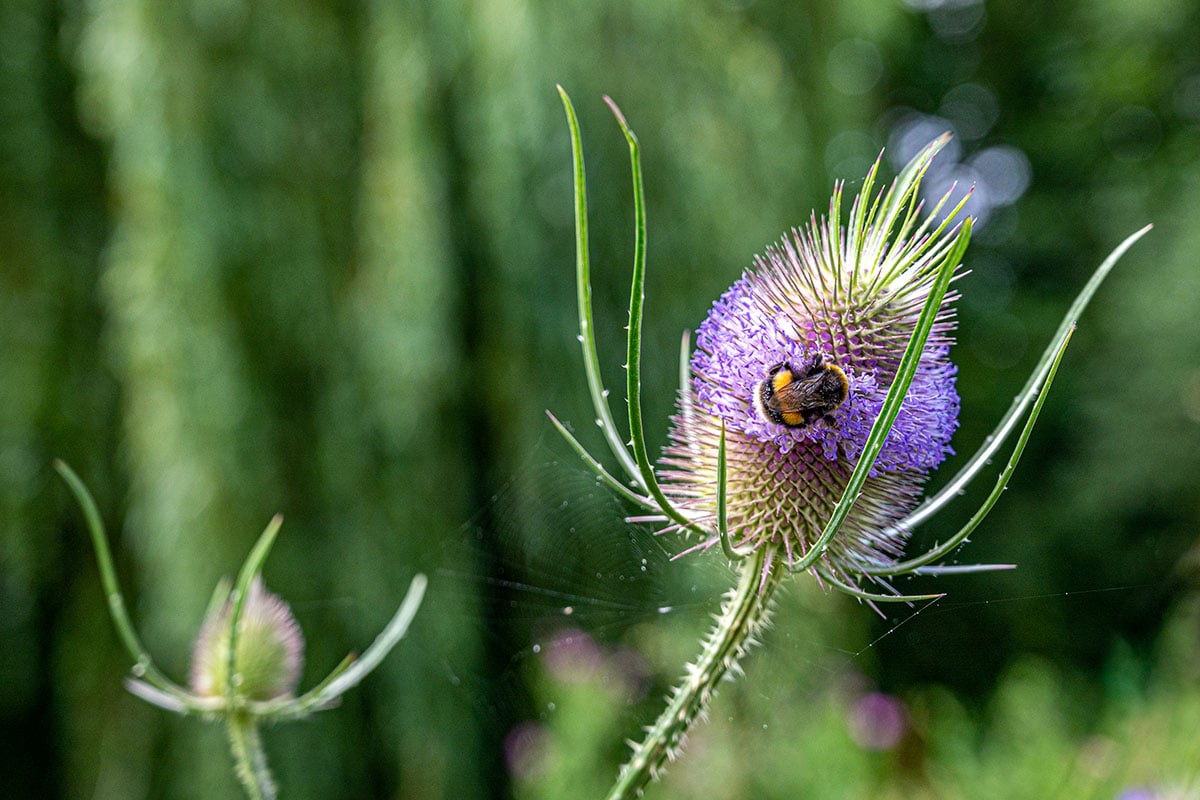 © Hortus Focus 