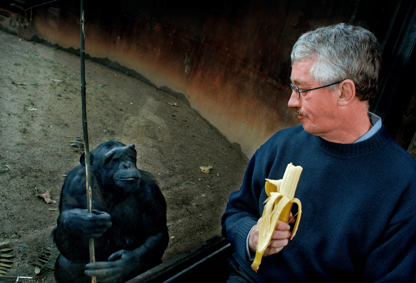 Frans De Waal au zoo de Barcelone, avec un chimpanzé. (photo Xavier Cervera)