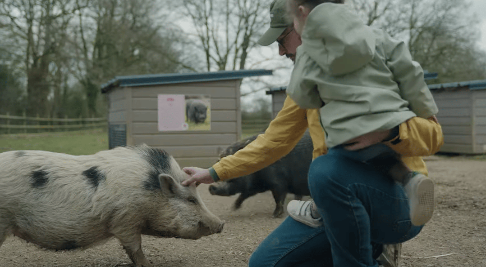Rencontre avec les cochons au refuge Groin-Groin. (image Green-Got)