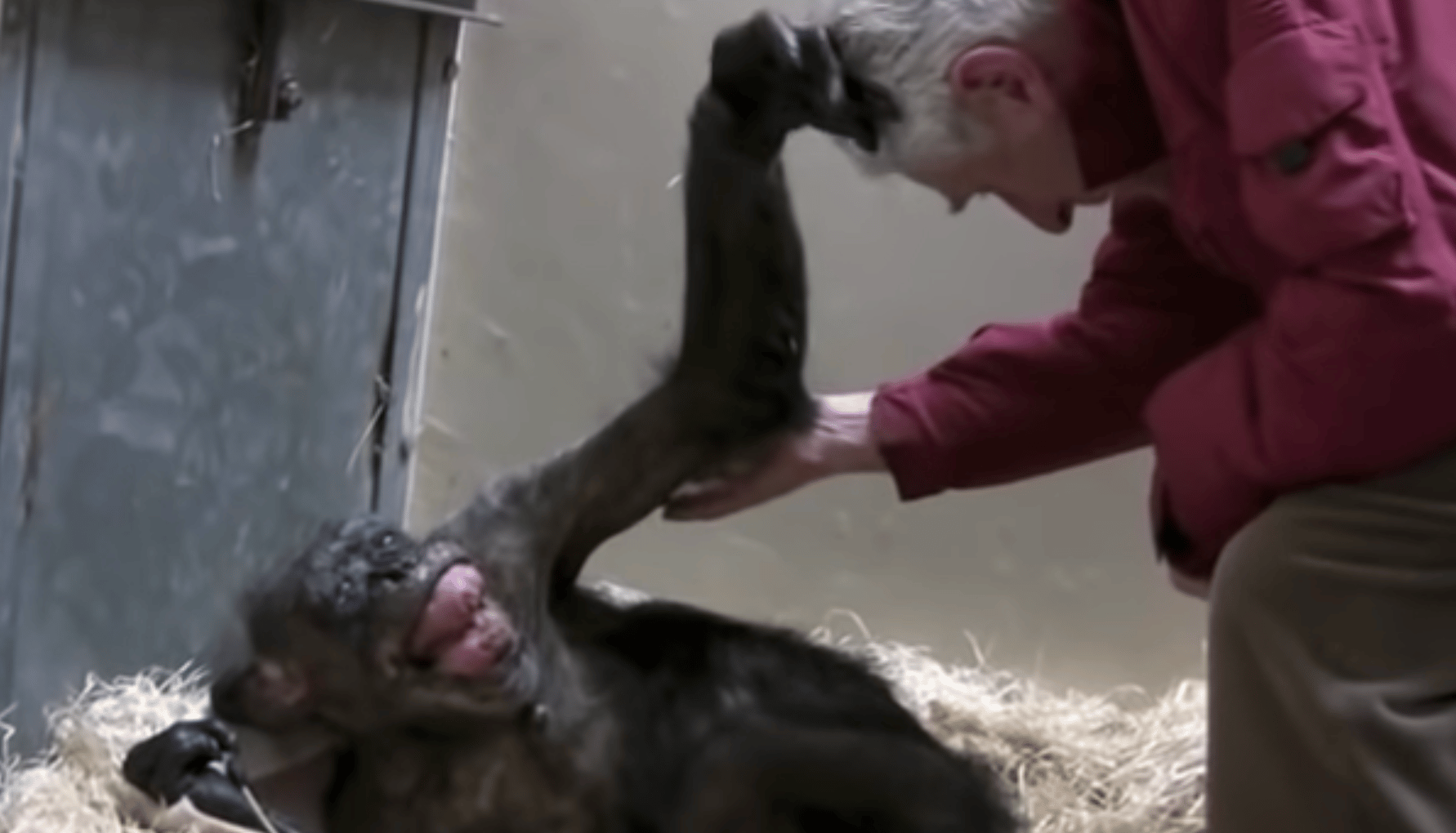 Mama, une chimpanzé mourante de 59 ans, heureuse de retrouver le professeur Jan Van Hooff, qu'elle a cotoyé pendant 40 ans. 