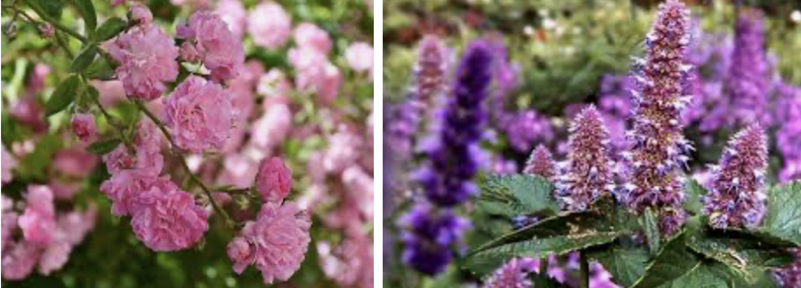 Rose de Damas et agastache.