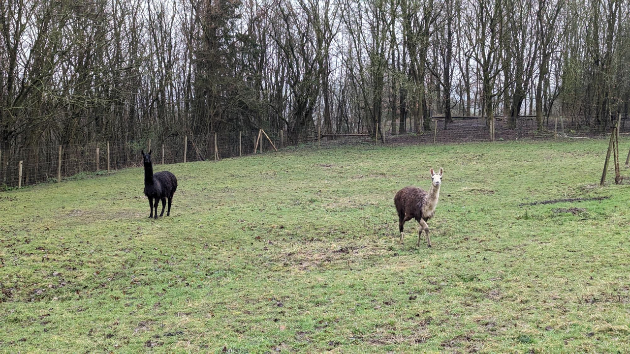 Après une belle petite ascension, rencontre étonnante avec deux lamas, juste en face de la Nécropole nationale de Notre-Dame-de-Lorette.
