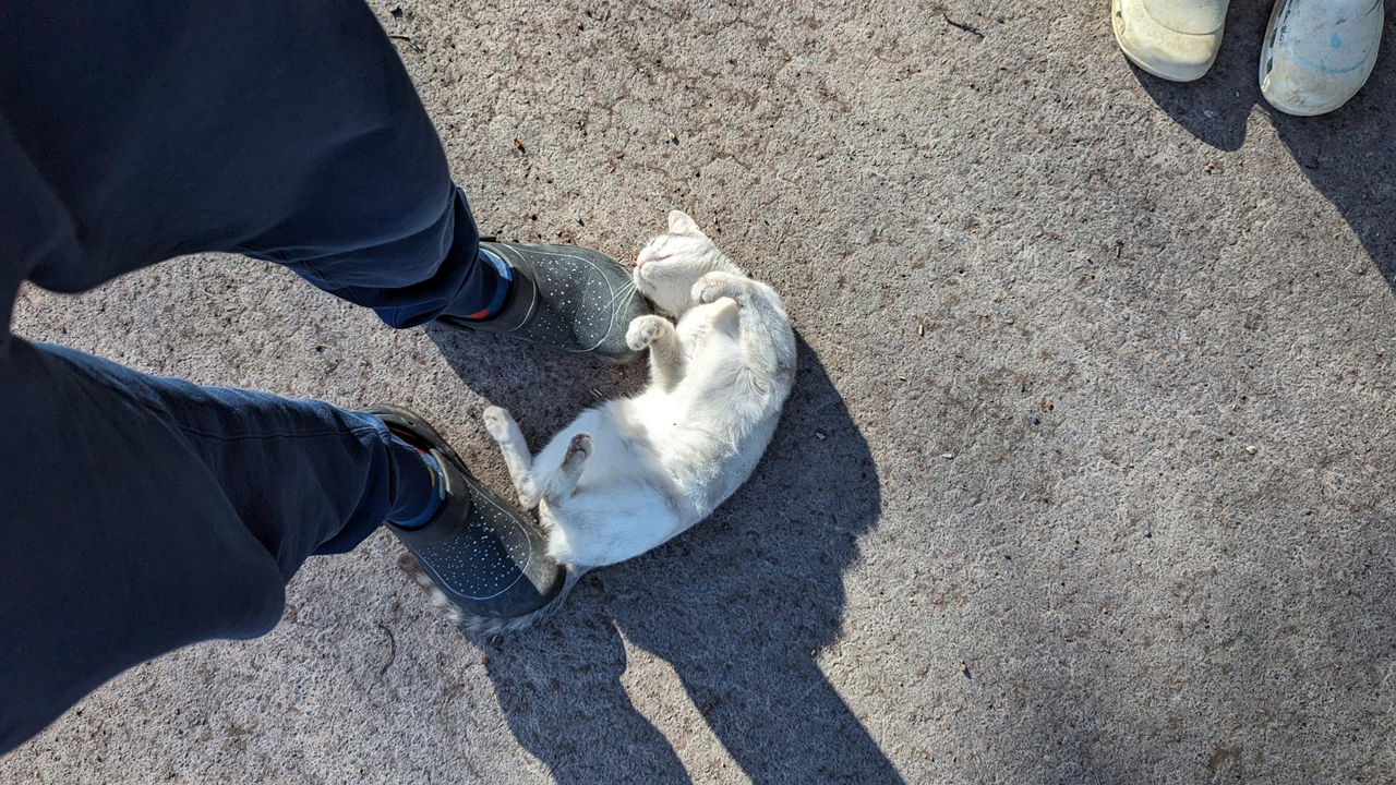 Un chat tout mignon venu réclamer quelques caresses.