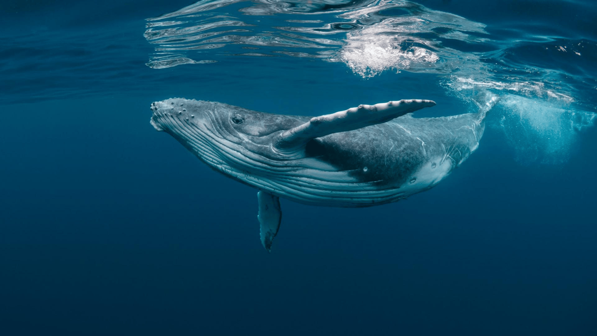 © WWF