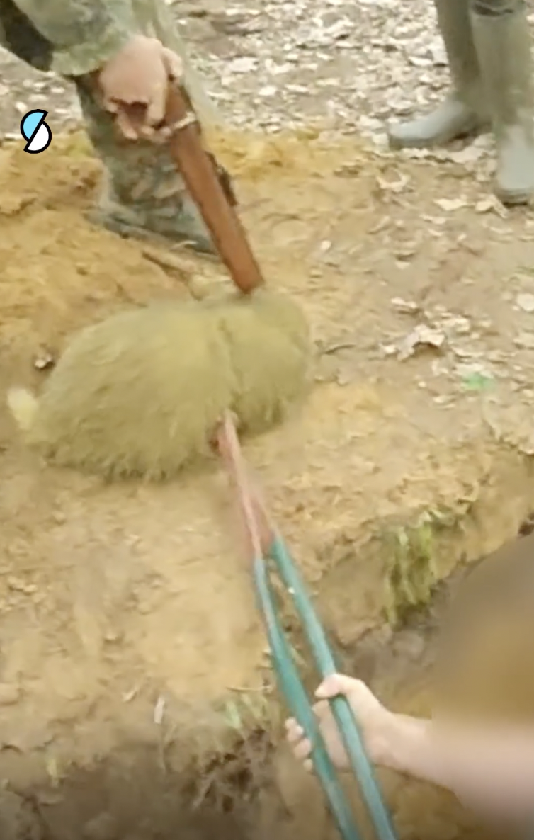 Un chasseur vient d'extirper le blaireau de son terrier avec une pince. L'animal va être tué par balle. (image One Voice)