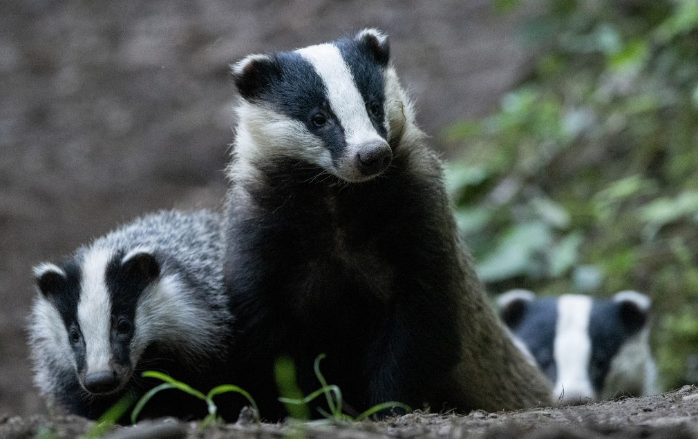 Une famille de blaireaux. (photo LPO Fabrice Cahez)