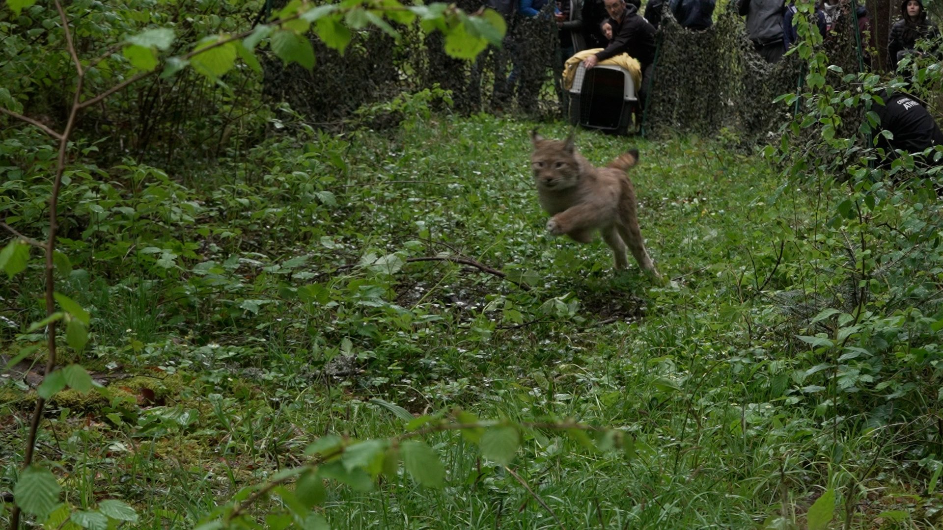 Evalude a été relâchée le 6 mai dans le massif du Jura. (image Vakita)