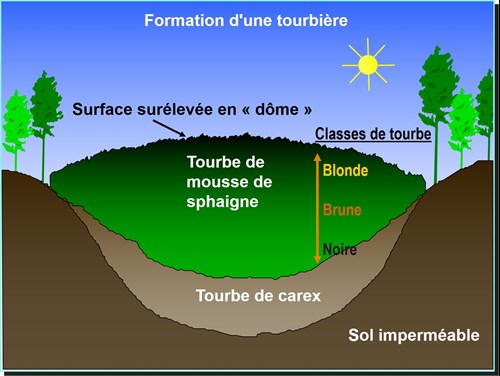 L’épaisseur de tourbe peut aller jusqu’à 20 mètres de profondeur !