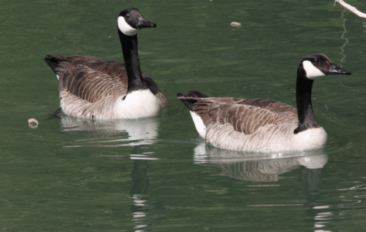 Des bernaches du Canada. (photo LPO, A. Bloquet)