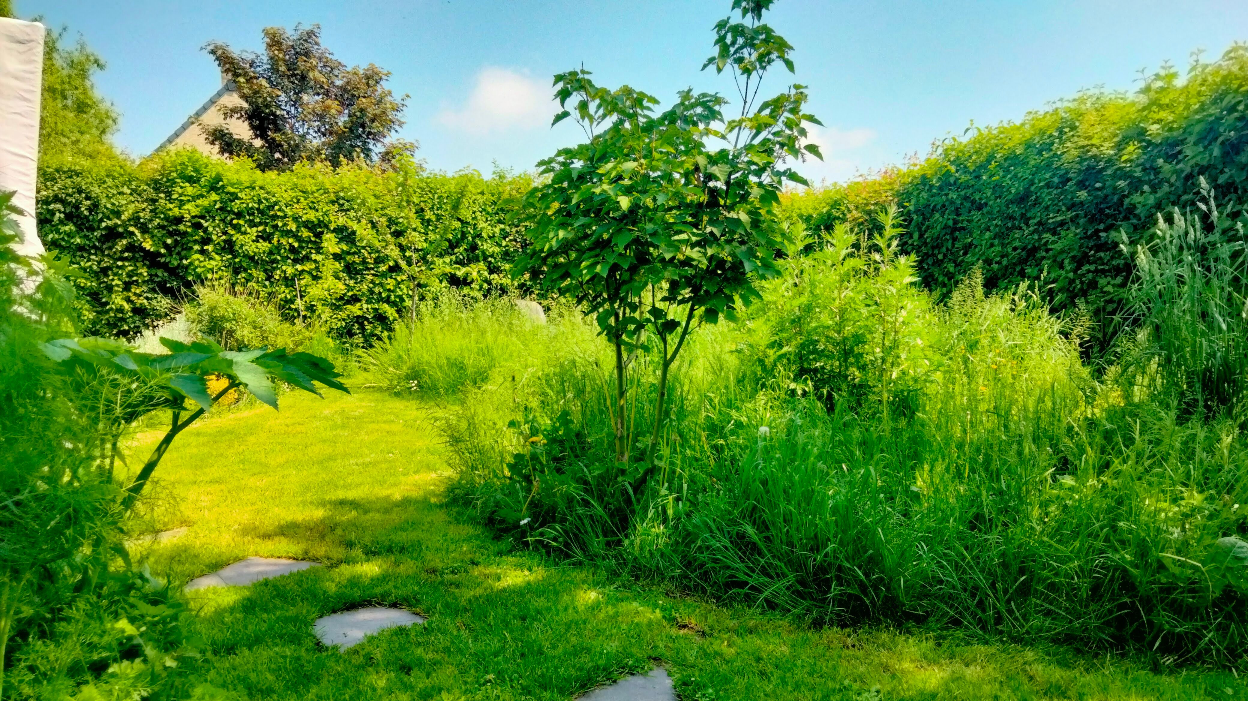 Le jardin "mi-sauvage" de Maxime, à Bailleul, dans le Nord. "Plus beau, plus vert, plus varié", selon le propriétaire.