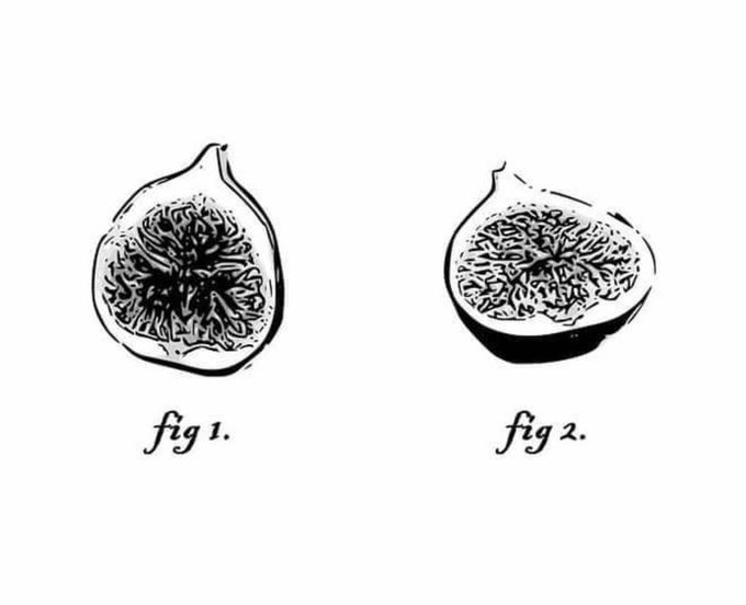 Des figures de figues notés fig.
