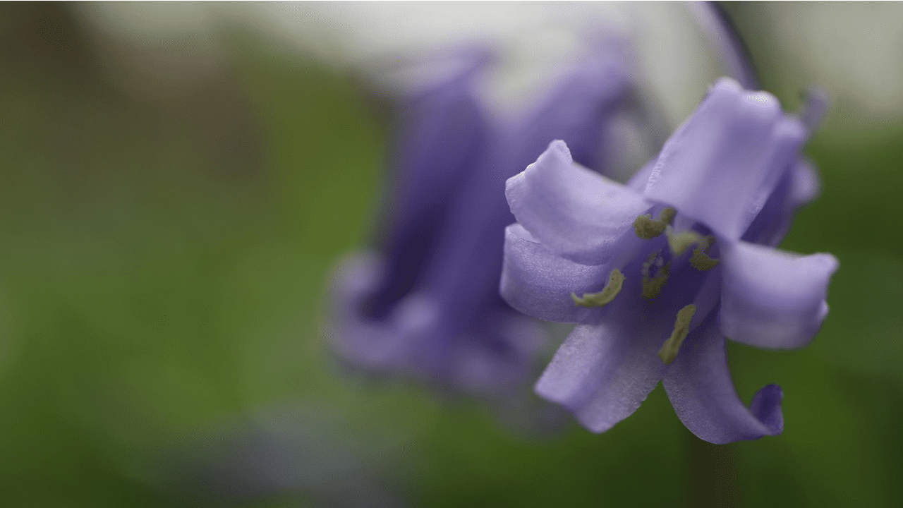 Petite jacinthe des bois avec mon objectif macro, beauté.