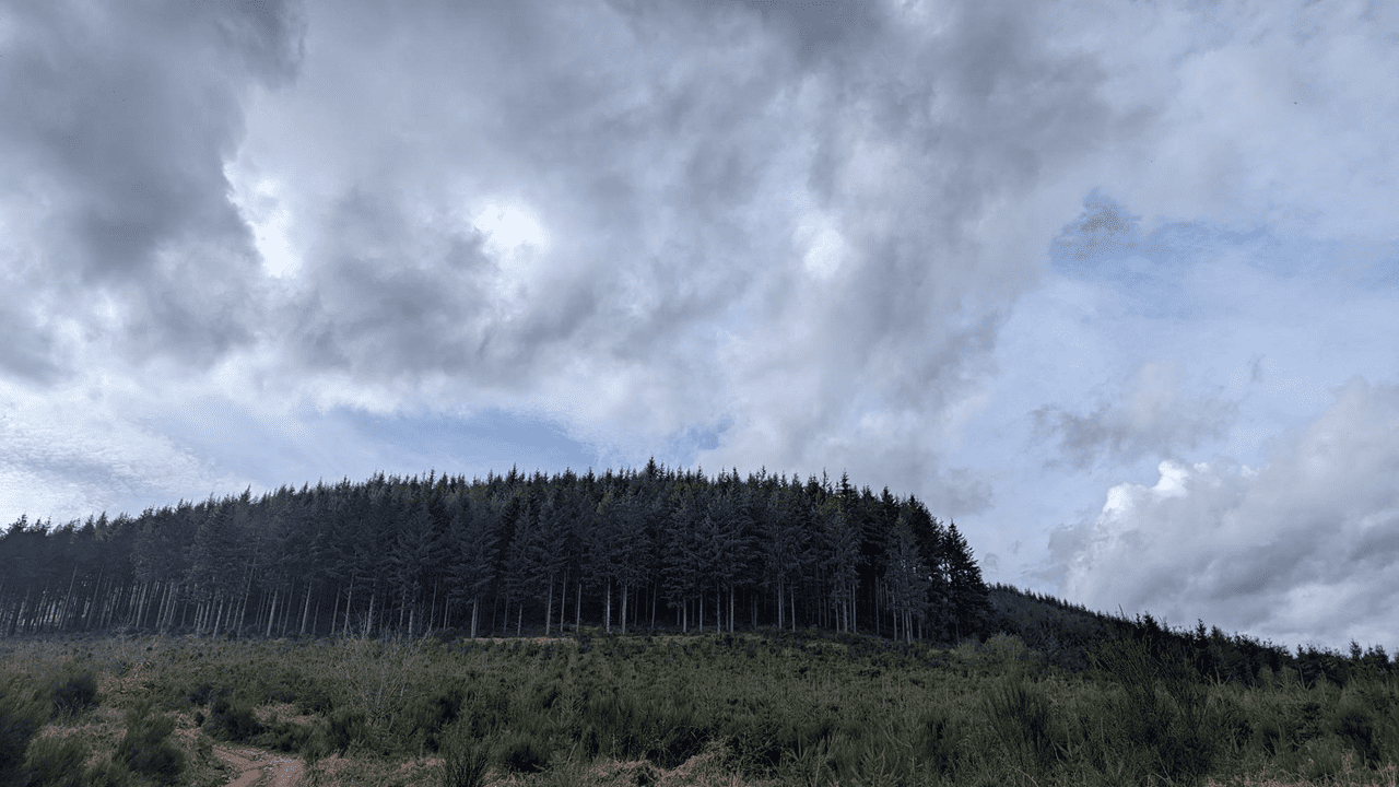 Un coin de forêt lors d’une rando solo.