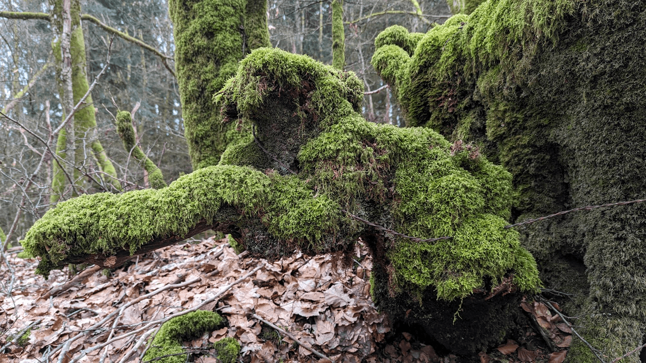 De la mousse qui semble habitée… Comme un petit air de Pompéi.