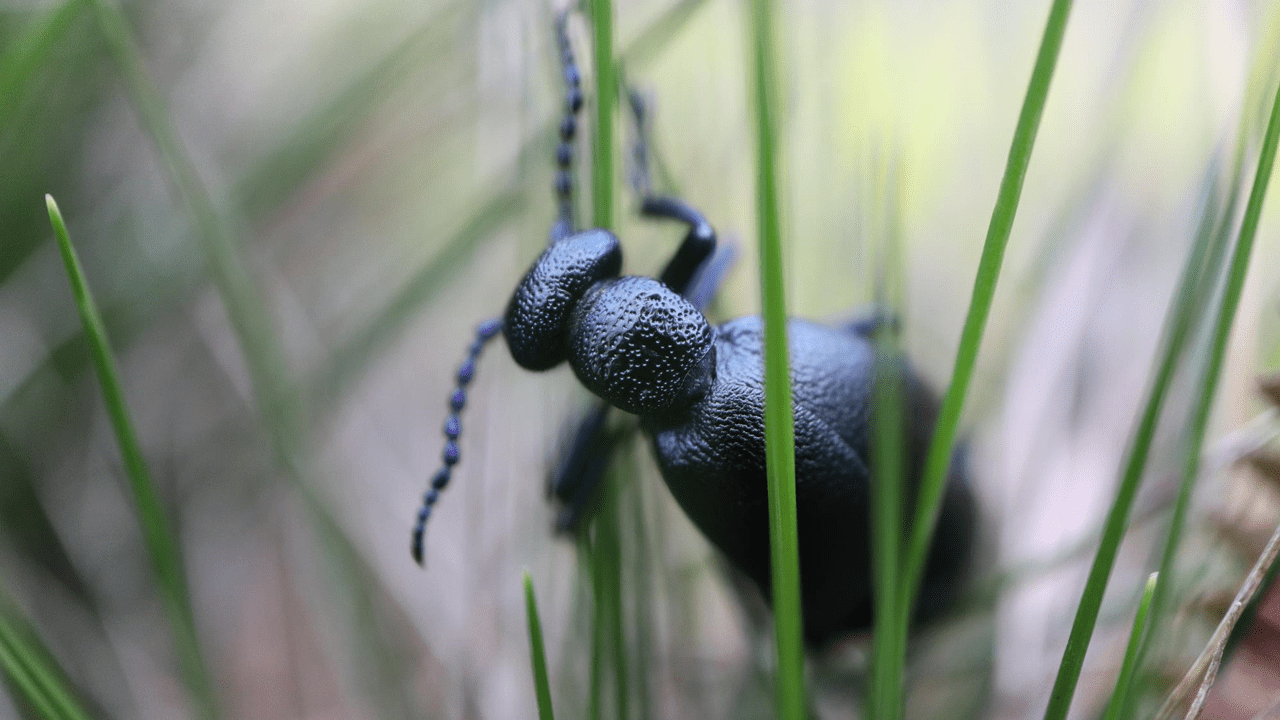 Petit insecte avec gros zoom. C’est un « Méloé violet », et c’est beau, non ?
