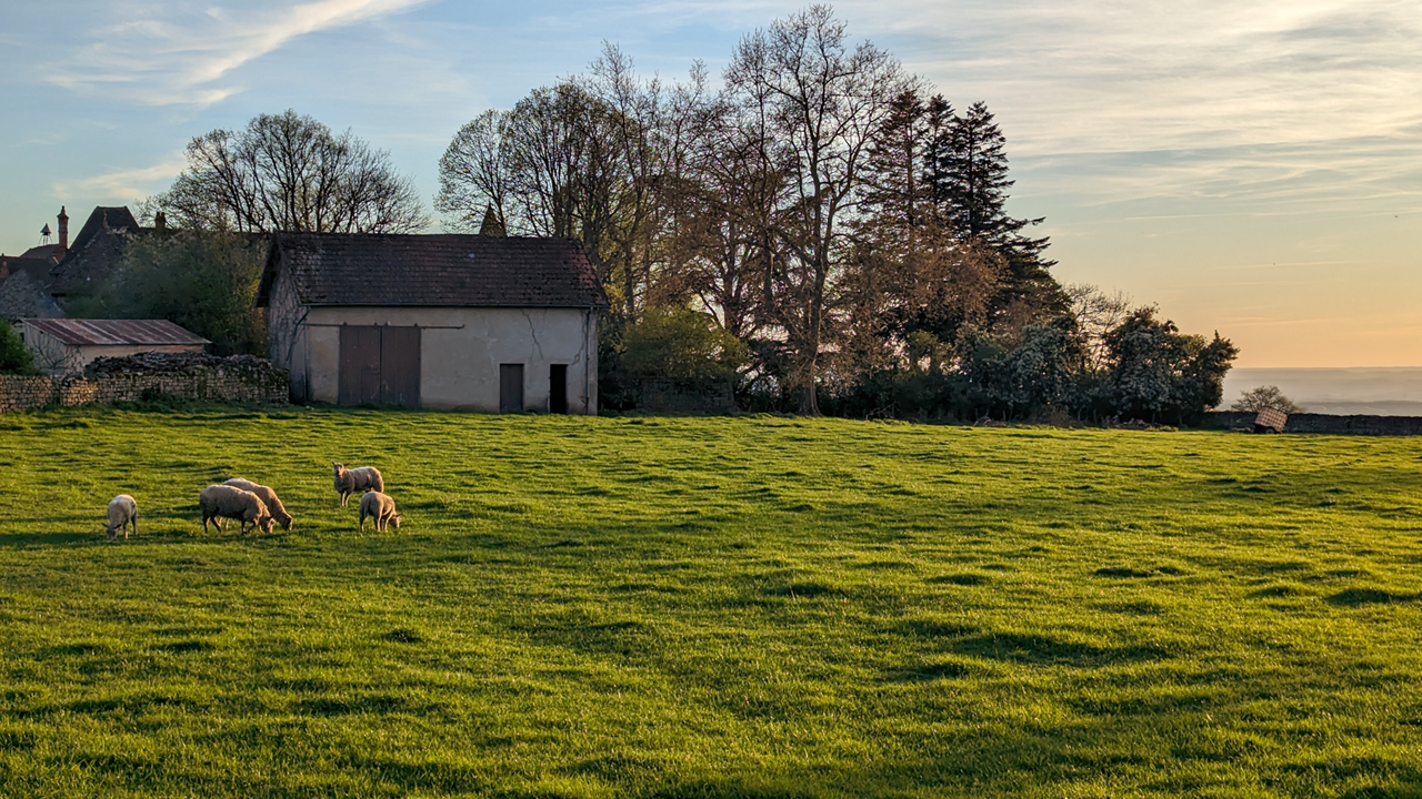 On s’improvise ensuite une balade autour du village alors que le soleil est de plus en plus rasant. Un mouton nous aperçoit pendant que ses acolytes poursuivent leur dîner 🐑