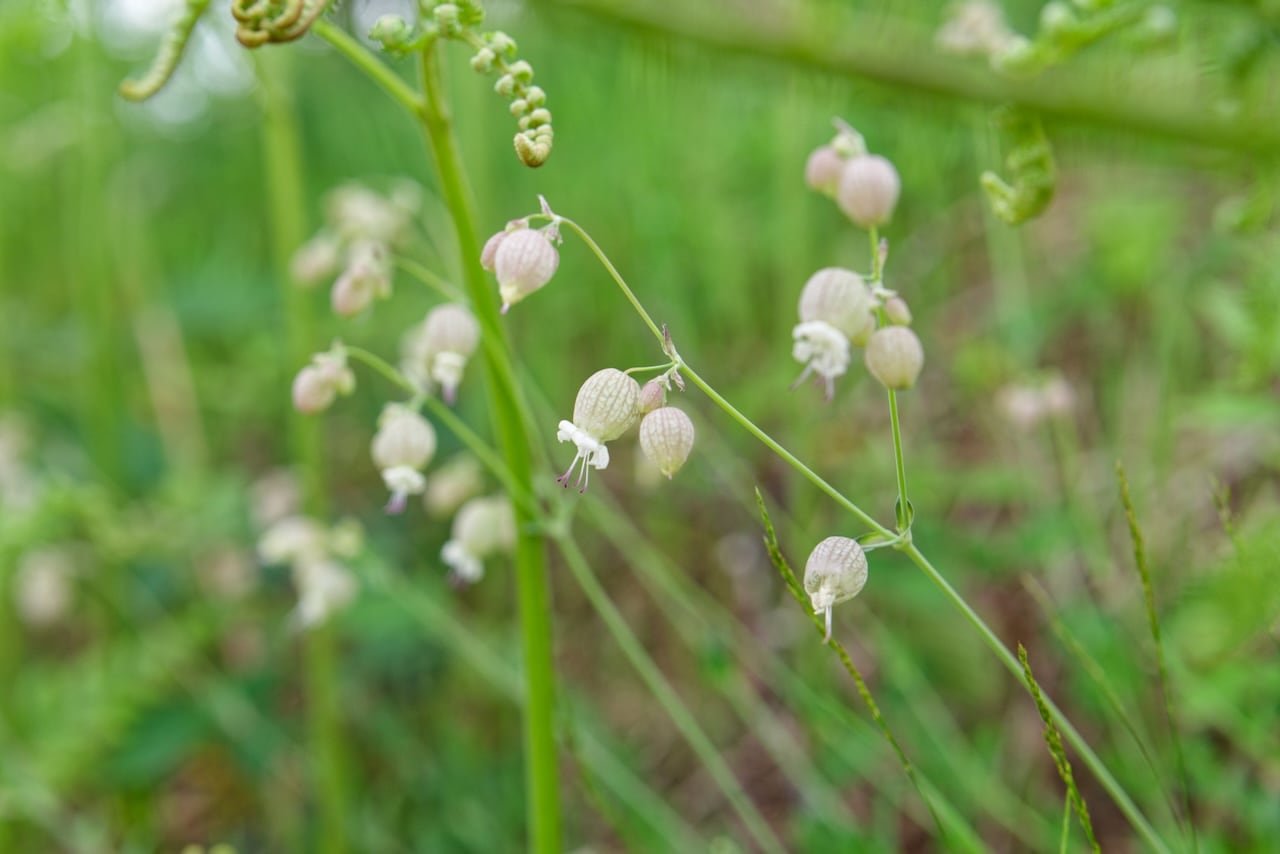 Boucletus ballonus blanches, espèce rare (ou pas).