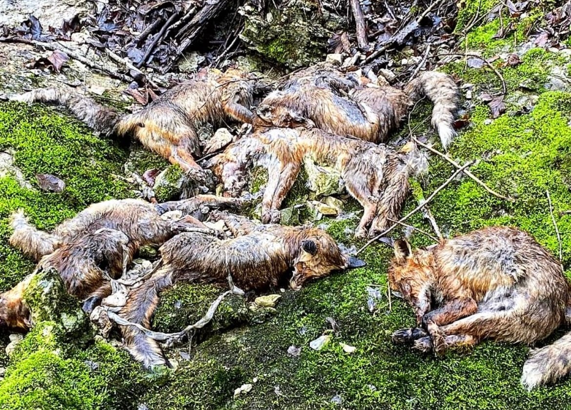 En tout, une vingtaine de renards ont été retrouvés près de la rivière de Lemme, dans le Haut-Jura. (photo Vincent Girard)