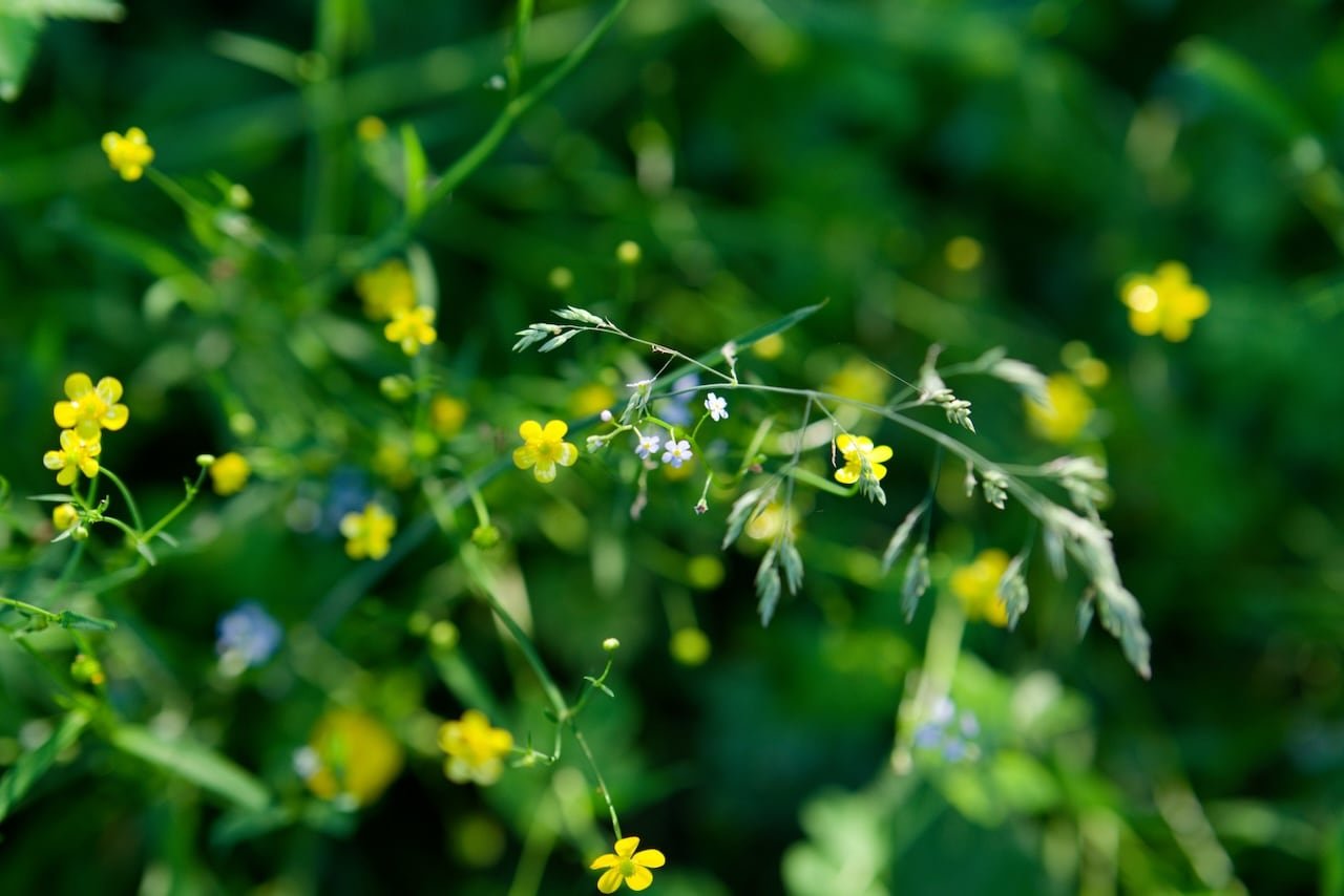 Bouquet garni.