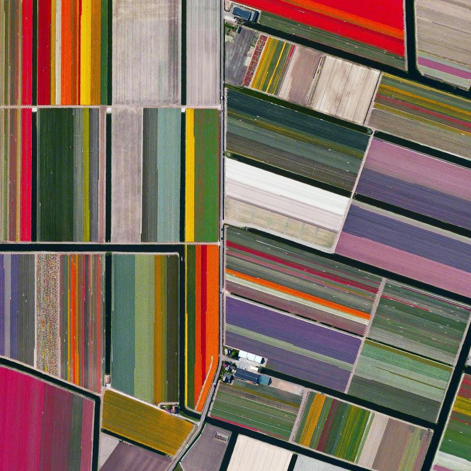 Champs de tulipes à Lisse, Netherlands - Source Dailyoverview