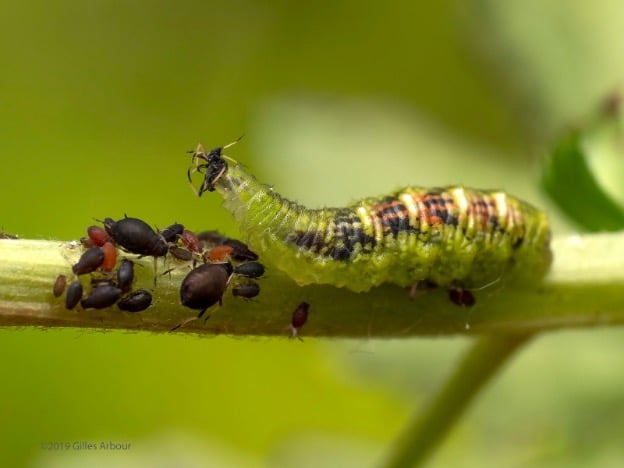 Larve de syrphe en plein repas