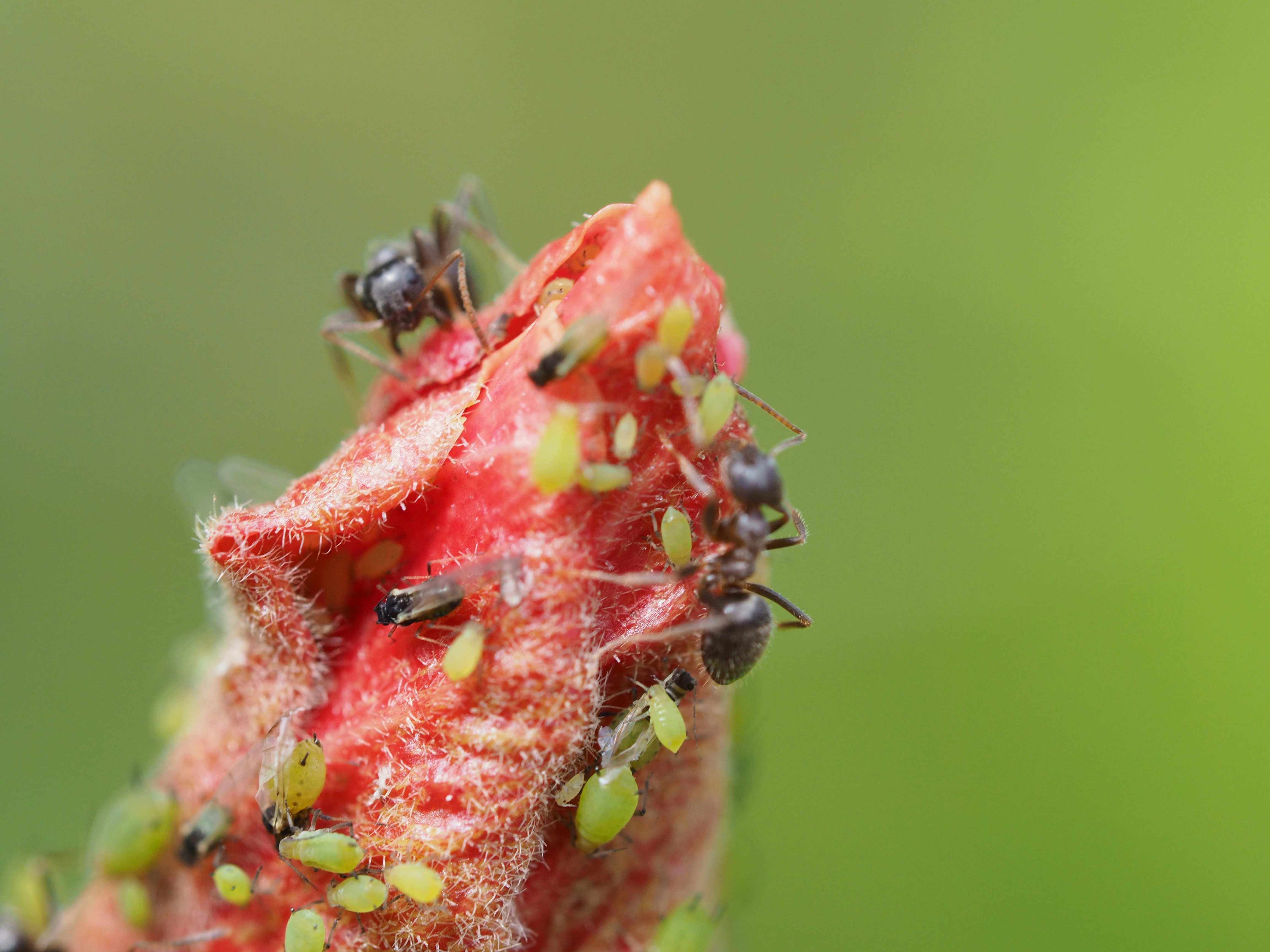 Les fourmis "élèvent" des pucerons