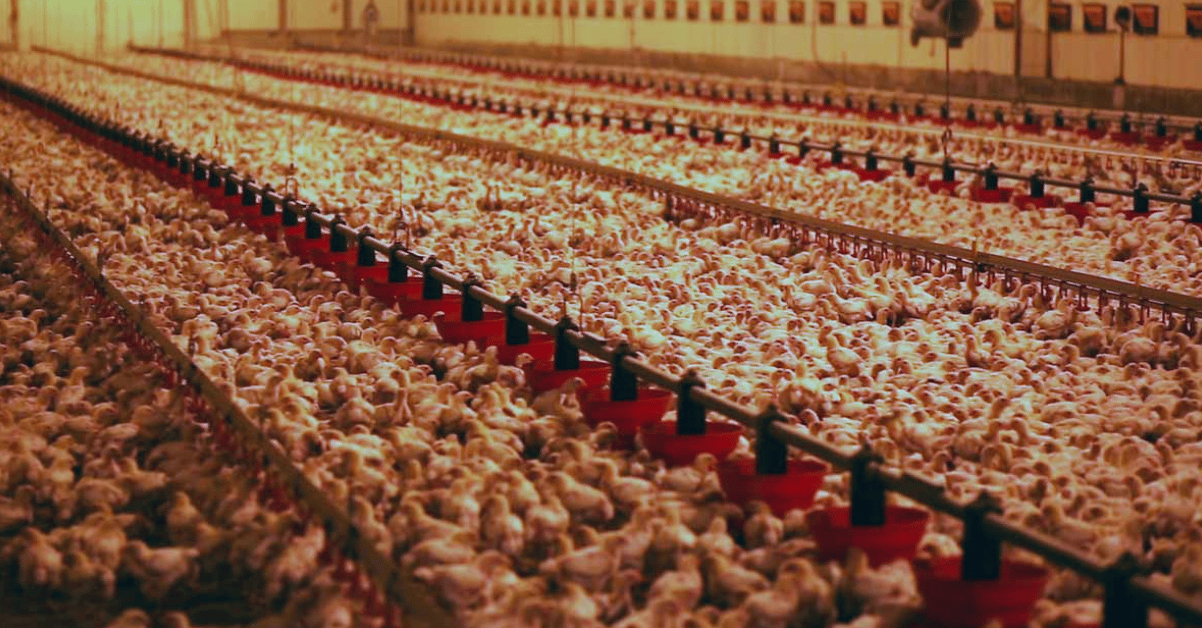 Un élevage intensif de poulets. (photo L214)