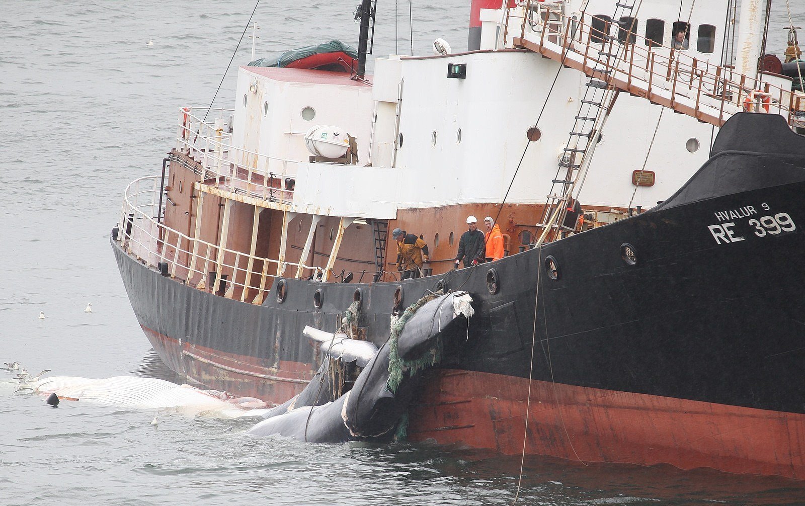 Un rorqual commun pêché en Islande en 2009. (photo Dagur Brynjólfsson)