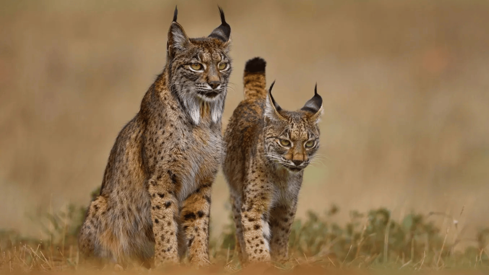© Ondrej Prosicky / Shutterstock