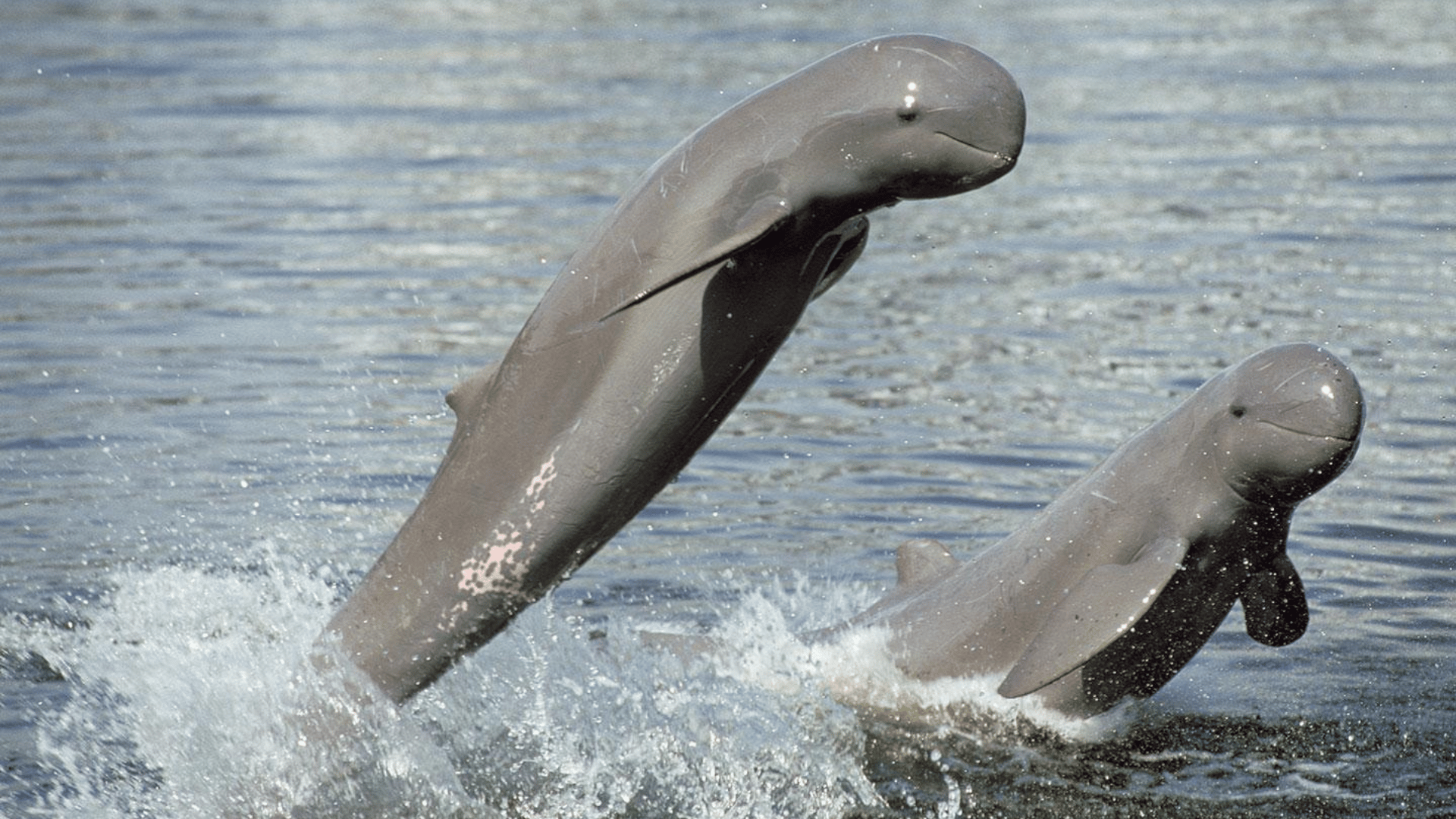 © WWF/VNA/CVN