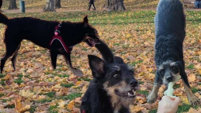 2025/11/12/ca825c61-b48d-4d59-84d8-50169d177752