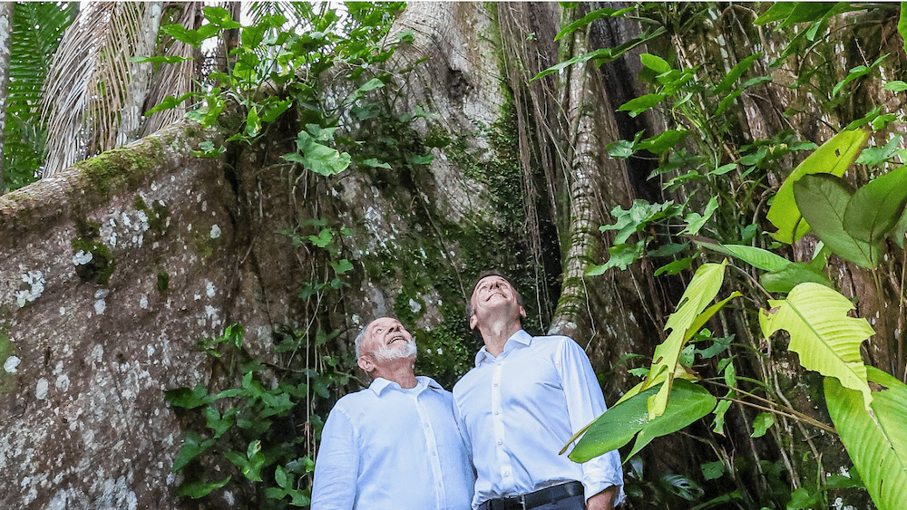En plan rapproché, pour que l'arbre paraisse encore plus grand (c) Ricardo Stuckert 