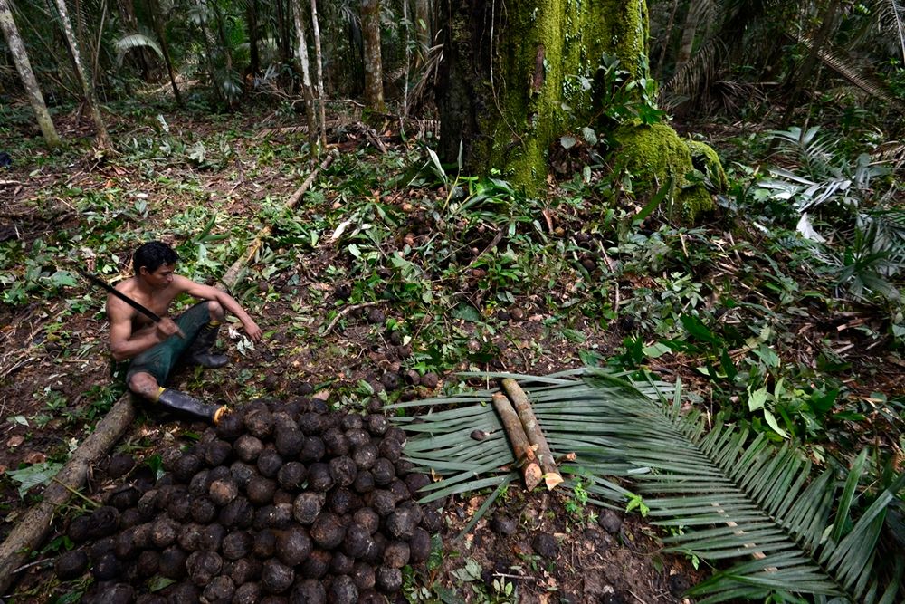 La collecte de la noix du brésil sur le territoire autochtone Caititu (c) Adriano Gambarini