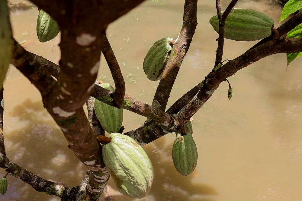 Ce n'est que maintenant que le cacao commence à être prêt pour la collecte (c) Dany Neves pour Station Amazonie