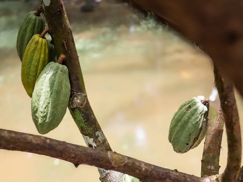 Le cacao doit être cueilli quand il jaunit (c) Dany Neves pour Station Amazonie