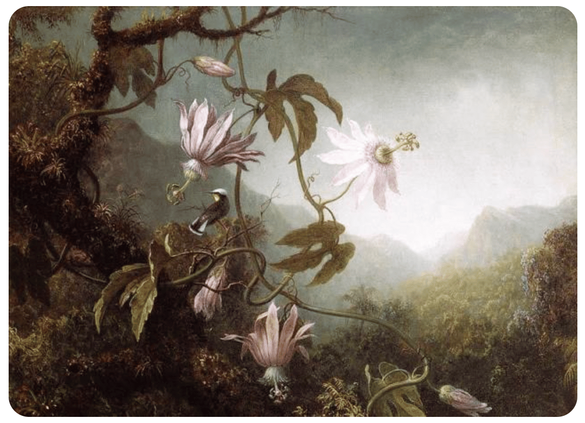 Fleurs de fruit de la passion et colibri, Martin Johnson (19ème)