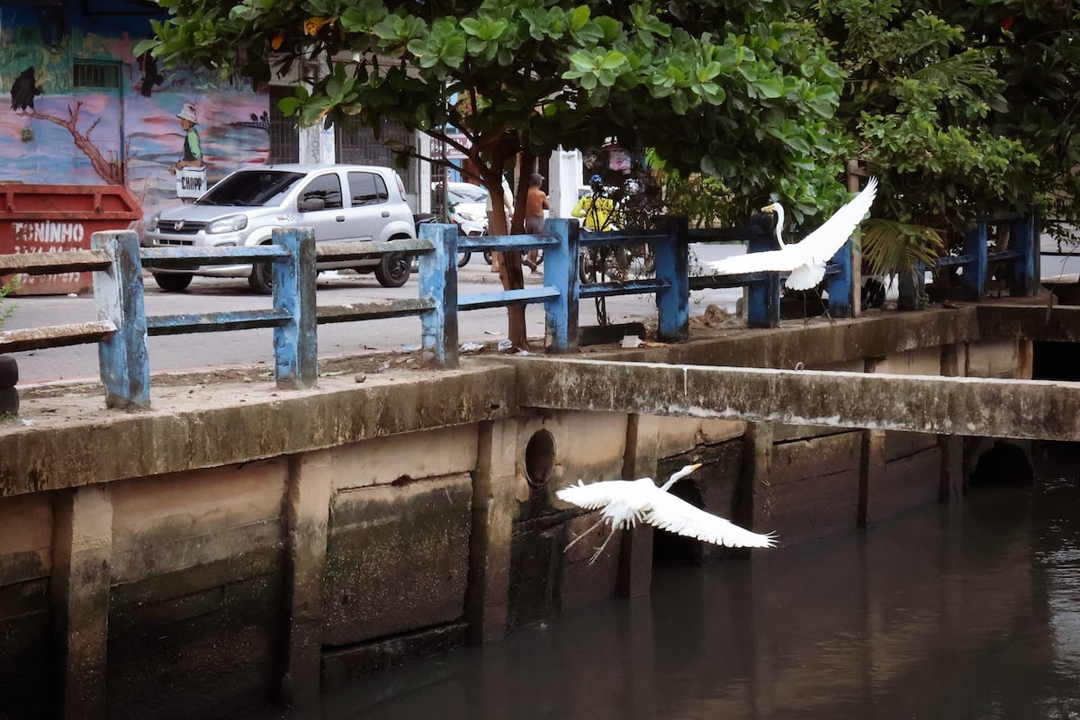 Deux hérons, une espèce omniprésente dans la ville, survolent le canal qui traverse le Jurunas © Dany Neves pour Station Amazonie