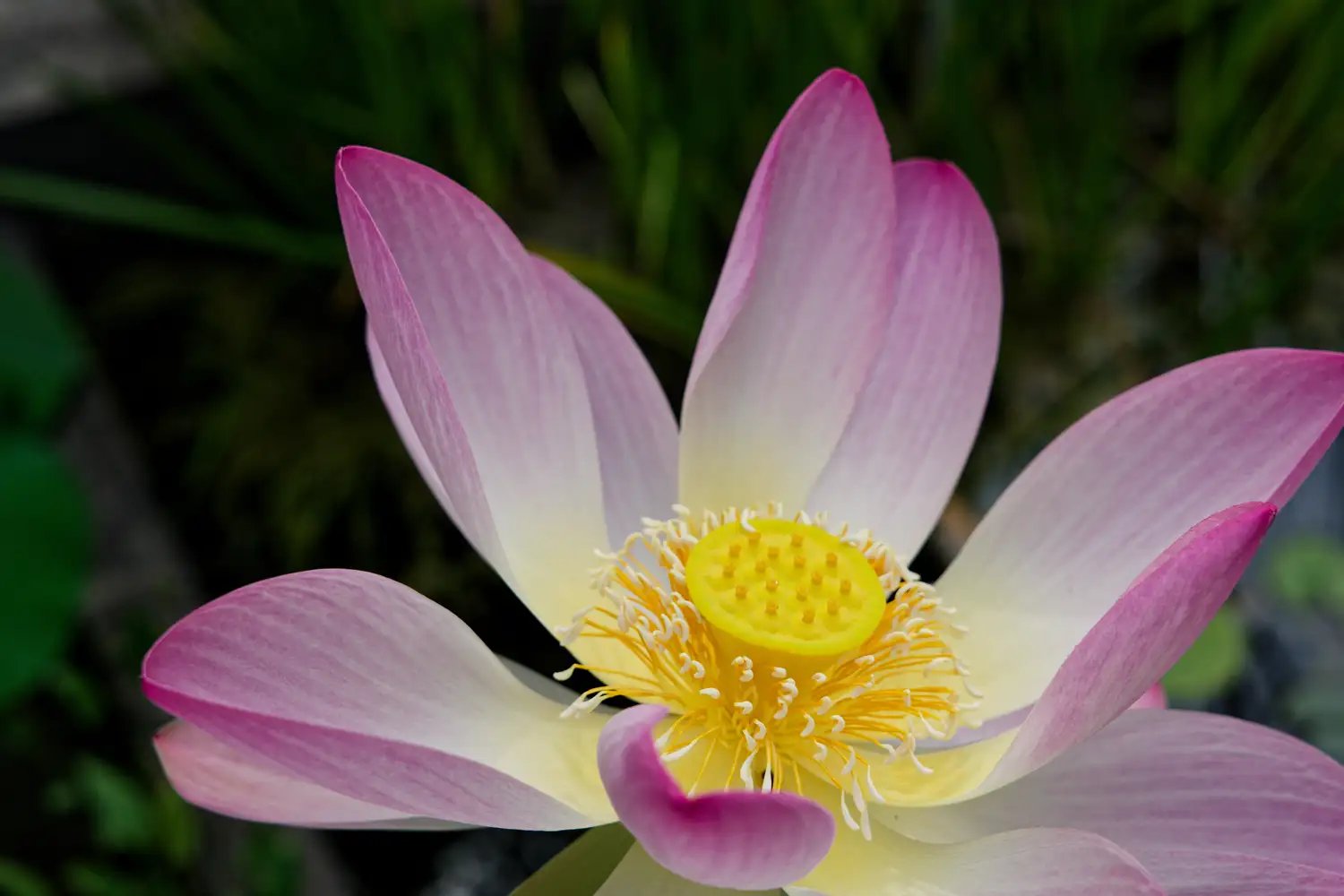 Sauf elle, quand même, absolument splendide.