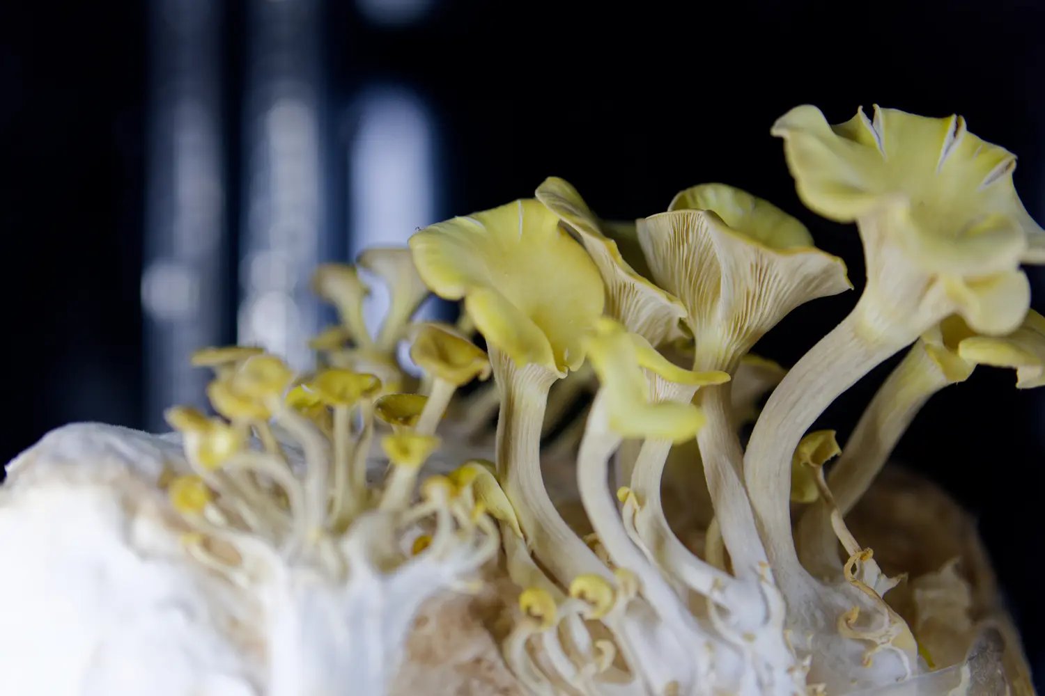 Et puis de super champipi en vitrines, ça c’était original.