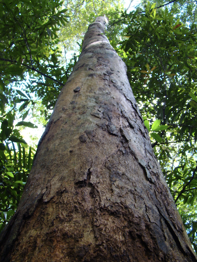 Arbre à Cumaru (c) Eniel David Cruz/Embrapa 