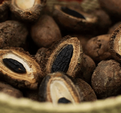 Fèves de cumaru, avant d'être retirées du noyau qui les entoure (c) Jucarepa