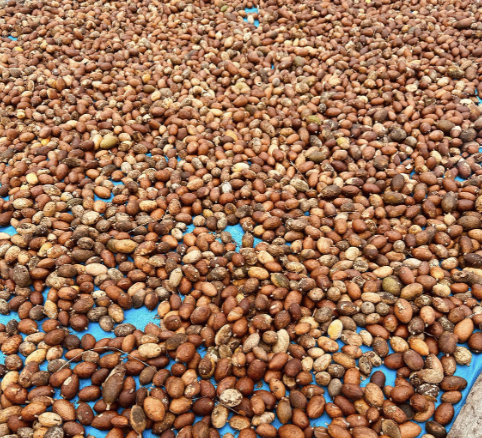 Une étape fondamentale : le séchage des fèves (c) Jucarepa