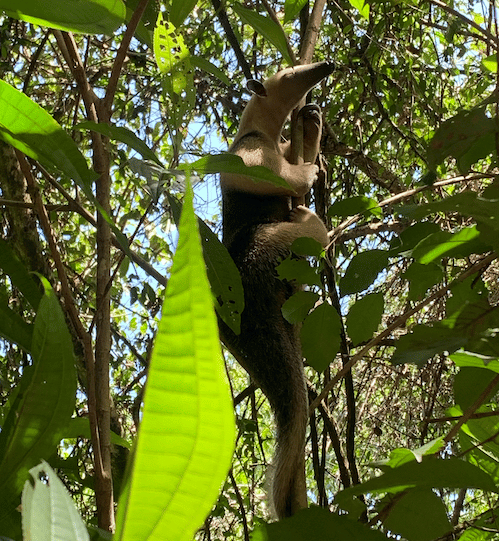 Fourmilier à collier faisant la sieste dans la forêt de la REVIS, réserve à 40 km de Belém (c) archive personnelle Hugo Kloeckner