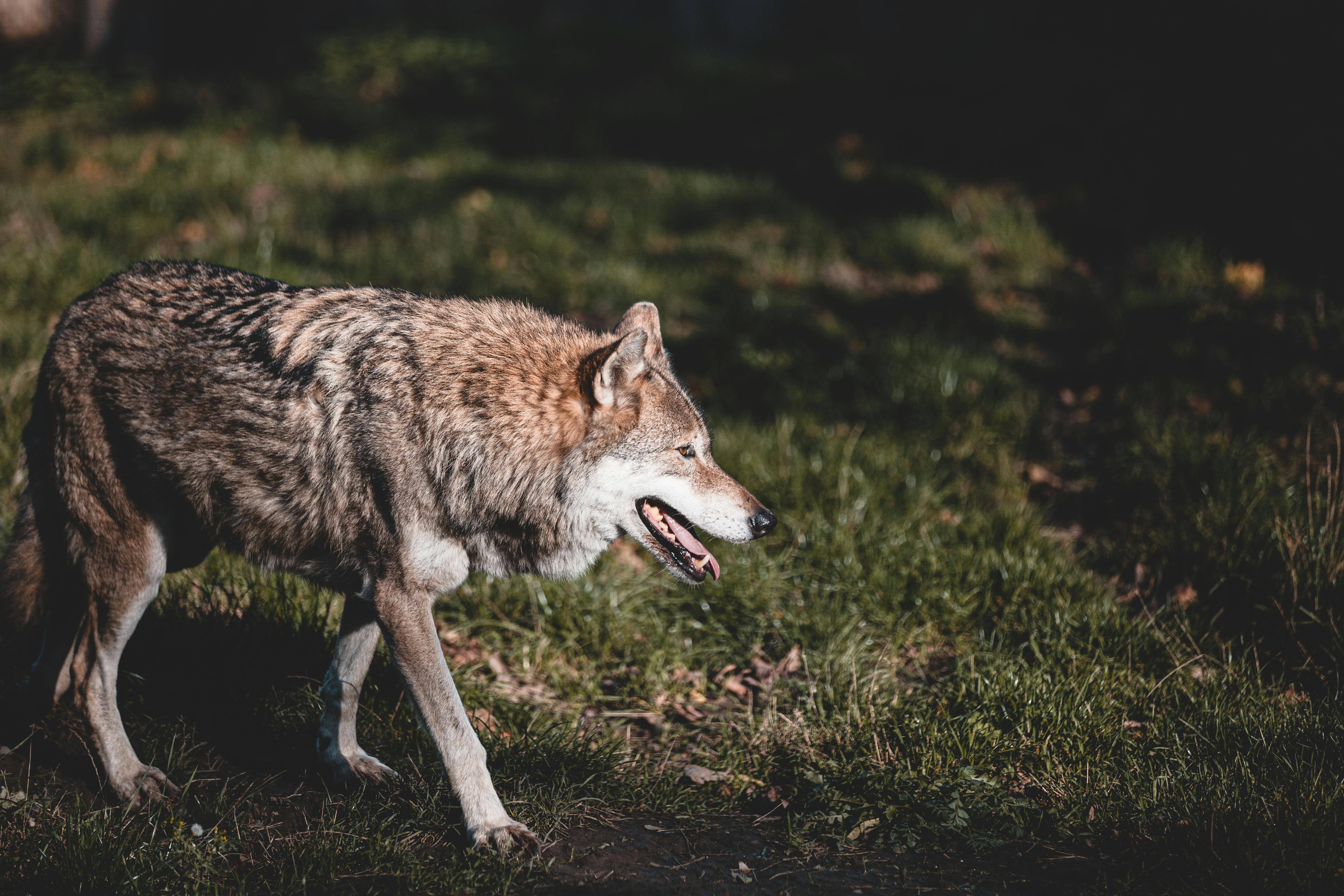 8 départements alpins veulent abattre plus de 300 loups cette année © Anna Hinckel / Pexels