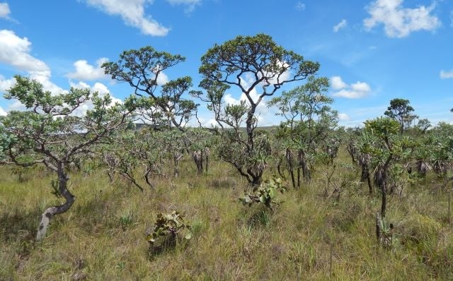 Cerrado dans le parc national Chapda dos Veadeiros (c) Natashi Pilon / Unicamp