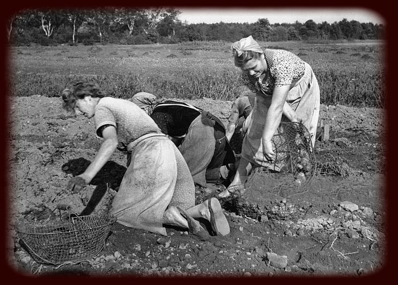 Source : site AgriGenre légendée : "Récolte de pommes de terre"