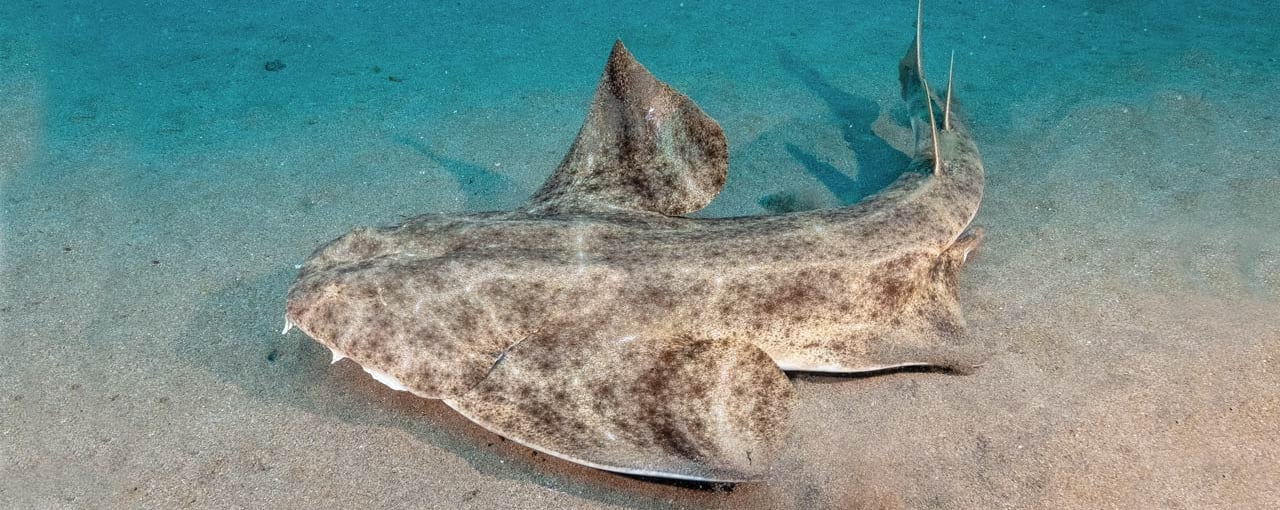 Le requin ange (Squatina squatina), est en danger critique d'extinction en Méditerranée.